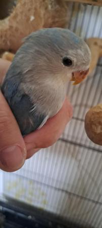 Image 1 of Baby peach faced lovebird for sale