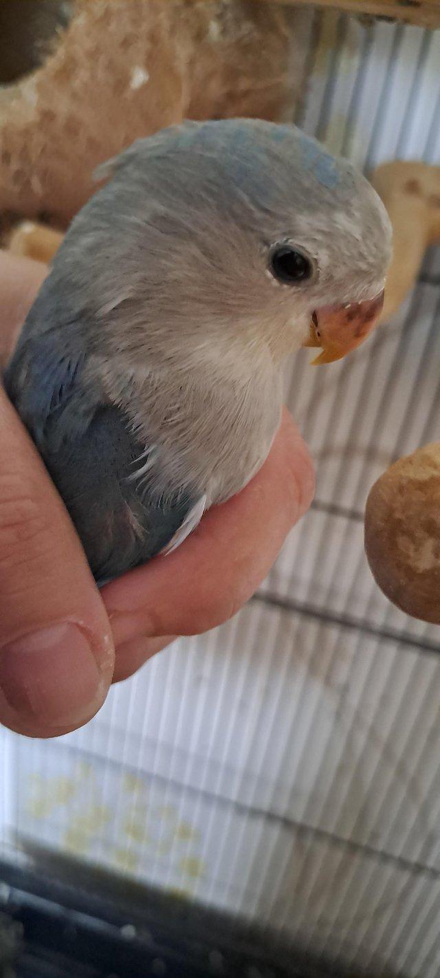 Preview of the first image of Baby peach faced lovebird for sale.