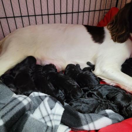 Image 2 of 10 week old 7 cavapoo puppies
