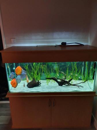 Image 2 of Large aquarium fish tank with cabinet 330l