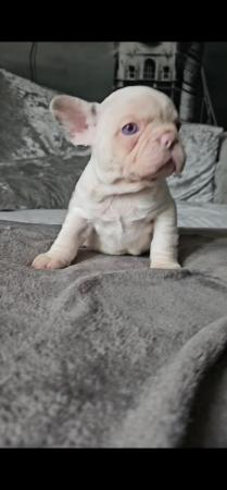 Image 6 of 9 week old beautiful French bulldog puppies 7 available