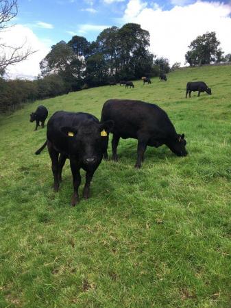 Image 1 of Aberdeen Angus heifers looking for a new home