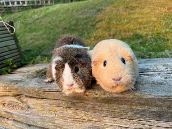 Image 14 of Guinea pigs male and female for sale. Sheffield.