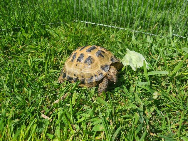 Preview of the first image of 4 year old Horsefield tortoise male, lives outside.