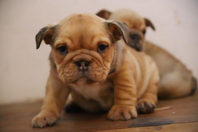 Image 5 of Gorgeous bulldog puppies ready mid june