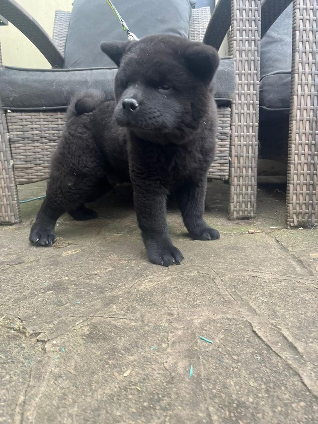 Preview of the first image of male short haired chow chow.