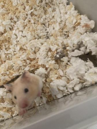 Image 1 of 13 week old hamster for rehome