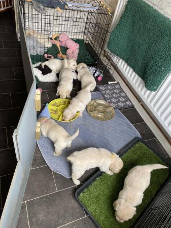 Image 5 of Golden Retriever puppies