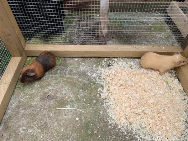 Image 1 of Baby male guineapigs.....