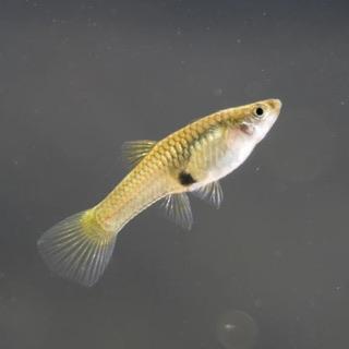 Image 5 of Endler Guppies for sale