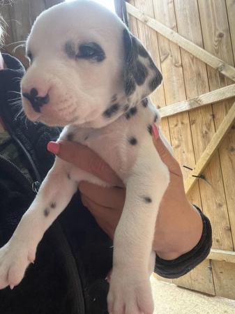Image 8 of Dalmatian puppies have arrived!!!! ????????