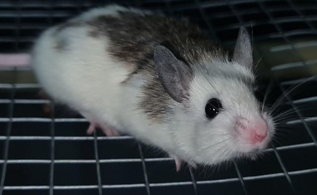 Image 2 of African Soft Furs (Multimammates) Rats/Mice