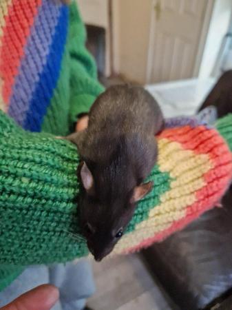 Image 5 of Baby rats for sale!! Various colours