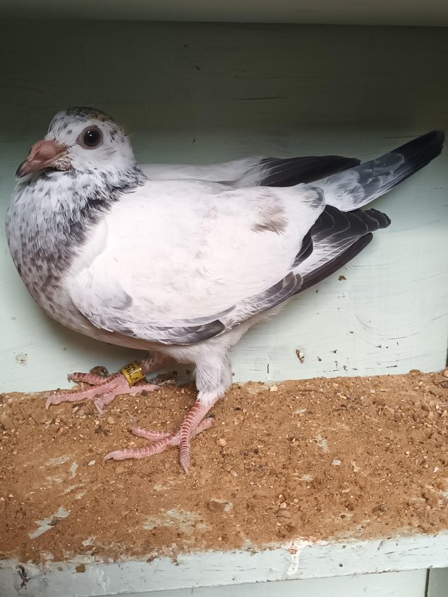 Preview of the first image of 2024 Racing Pigeons for sale - Squeakers - Eye Suffolk.
