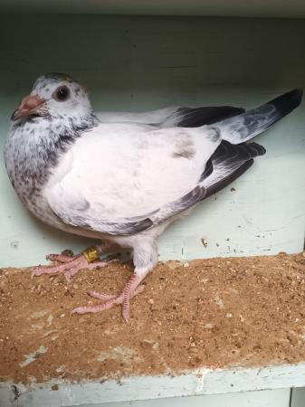 Image 1 of 2024 Racing Pigeons for sale - Squeakers - Eye Suffolk