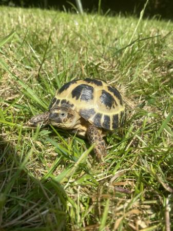 Image 2 of Horse field tortoise with set up