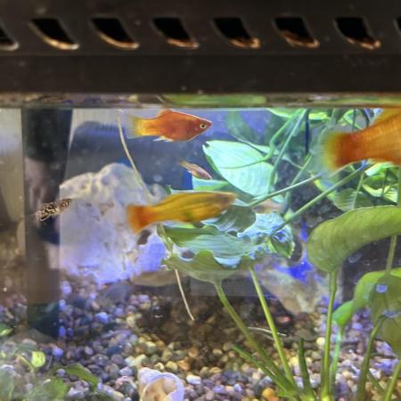 Image 4 of Free Platy Fry (Various ages and Morphs)