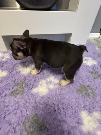 Image 11 of Last one left ready today  KC REG French bulldog puppies