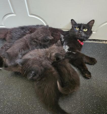 Image 4 of Beautiful black fluffy part maincoon kittens