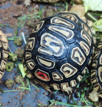 Image 10 of Leopard spotted Tortoises Babies