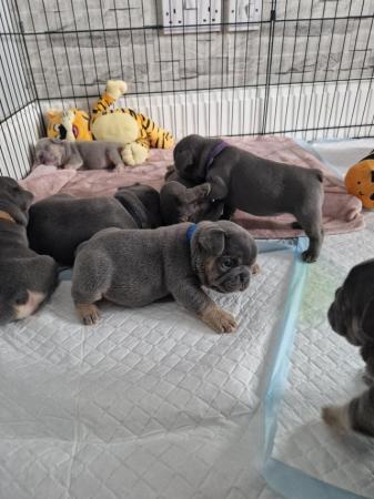 Image 13 of Litter of 7 french bulldogs