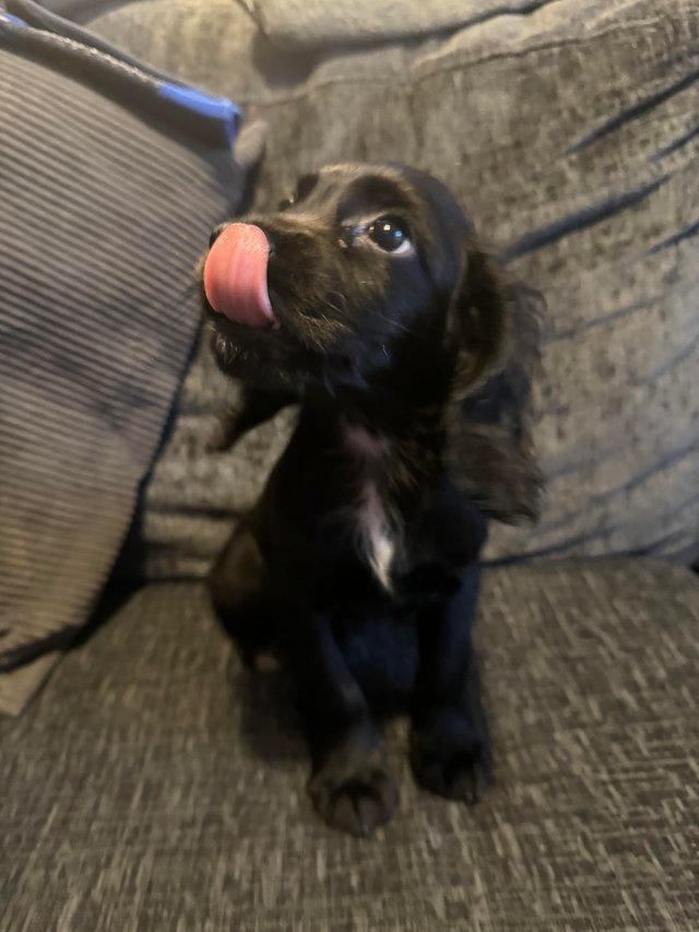 Preview of the first image of COCKER SPANIEL PUP WCS, READY NOW.. !!.