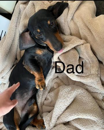Image 1 of Dashund puppy’s for sale