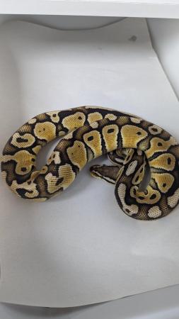 Image 23 of Whole collection of royal pythons for sale