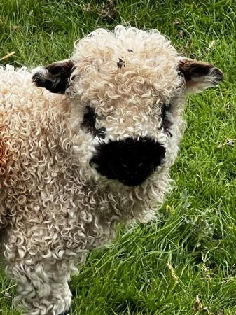 Image 3 of Valais x / Dartmoor lambs Male Uncut