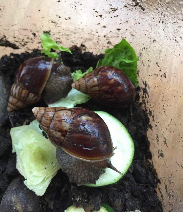 Preview of the first image of Giant African Land Snail Approx 5/6cm size shell.