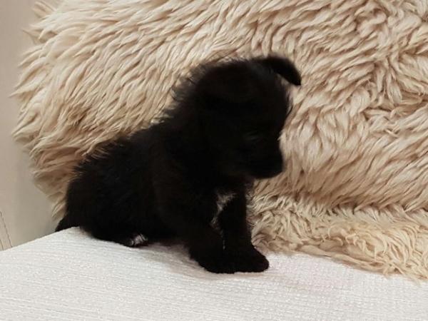 Image 5 of CHI-POO PUPPIES (CHIHUAHUA X TOY POODLE)