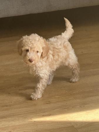 Image 19 of One left! REDUCED READY NOW Gorgeous cockapoo puppies.