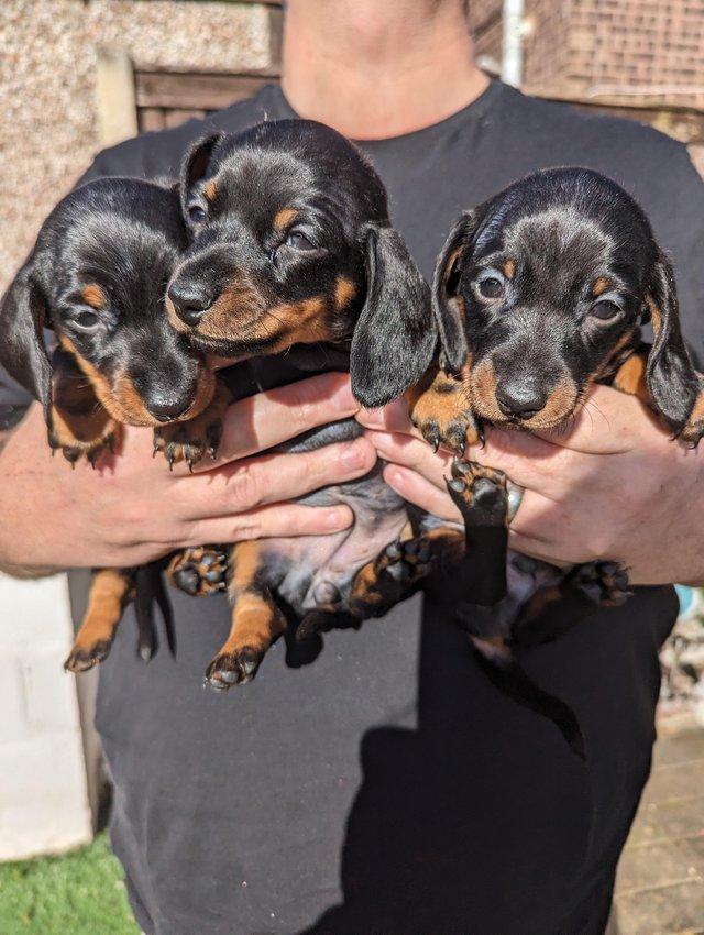 Preview of the first image of 2smooth haired miniature dachshunds left, ready now.