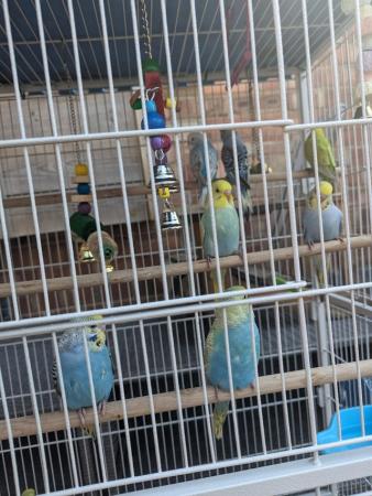 Image 5 of 3 month old baby budgies, all colours £25