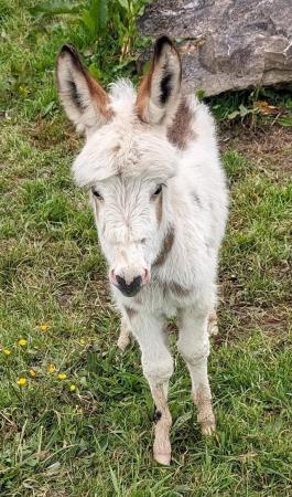 Image 2 of RESERVED Registered Mediterranean Miniature Donkey for sale