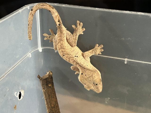Preview of the first image of 2 Dalmatian crested geckos for sale.