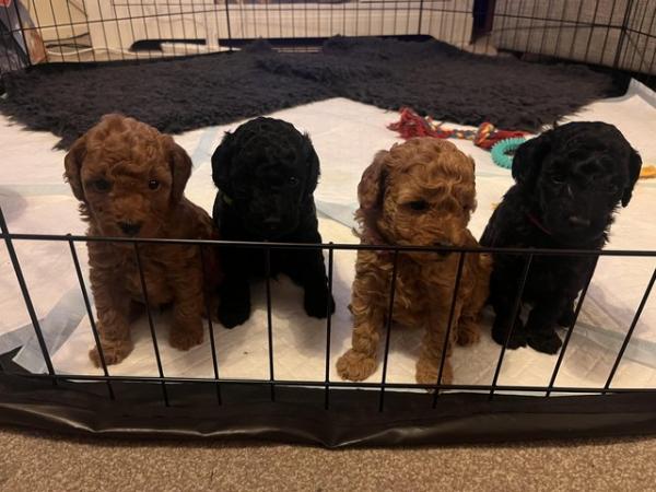 Image 8 of KC registered toy poodle puppies LAST BOY
