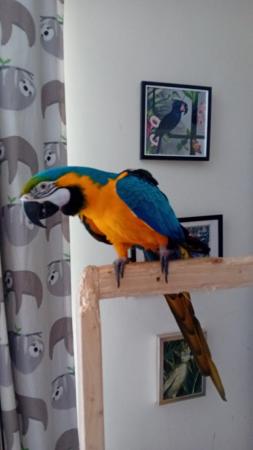 Image 1 of Wanted macaws and parrots