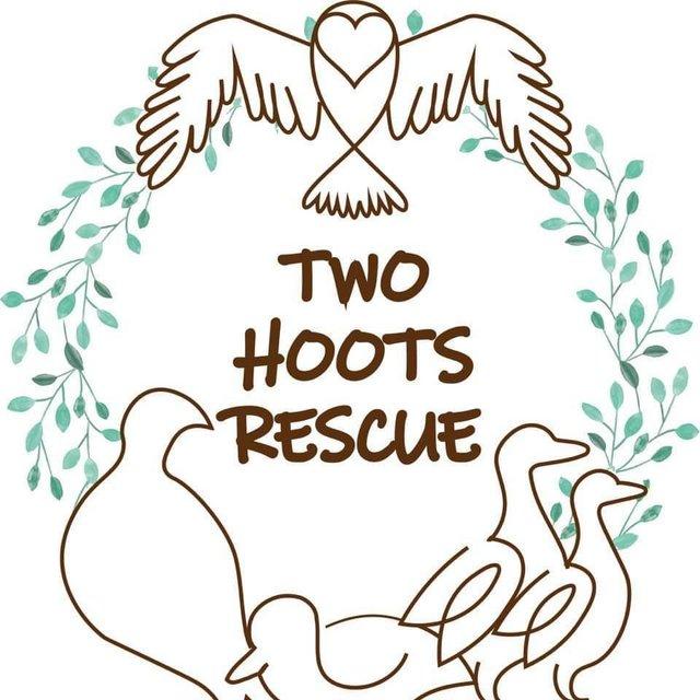 Preview of the first image of Two hoots rescue available spaces.