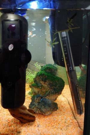 Image 4 of Tropical Fish Tank with Fish