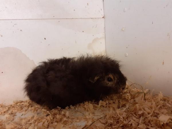 Image 7 of Young Guinea Pigs AvailableFor Sale