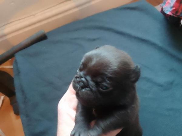 Image 8 of Beautiful little pug puppies for sale