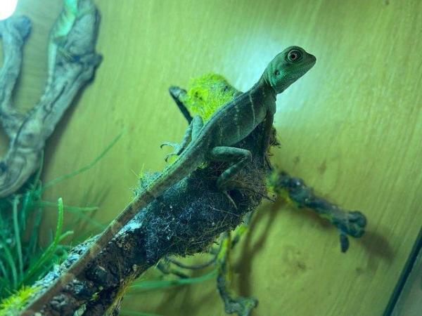 Image 2 of Wide Variety of Lizards Available