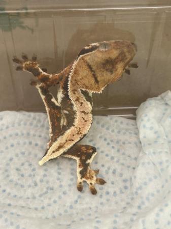 Image 2 of 3x crested gecko frog bums , 7months old