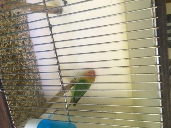 Image 2 of Young Lovebird with cage