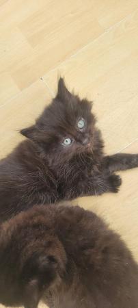 Image 5 of Cute fluffy Black Kittens 7 weeks, ready on Sunday