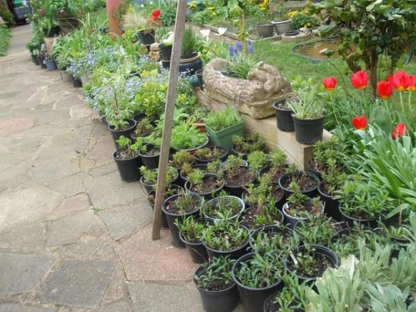 Image 3 of Large Variety Of Garden Plants (will come up every year)