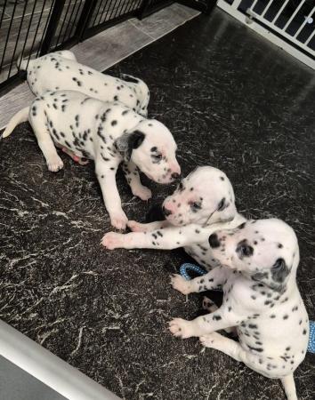 Image 1 of Kc registered dalmatian puppies