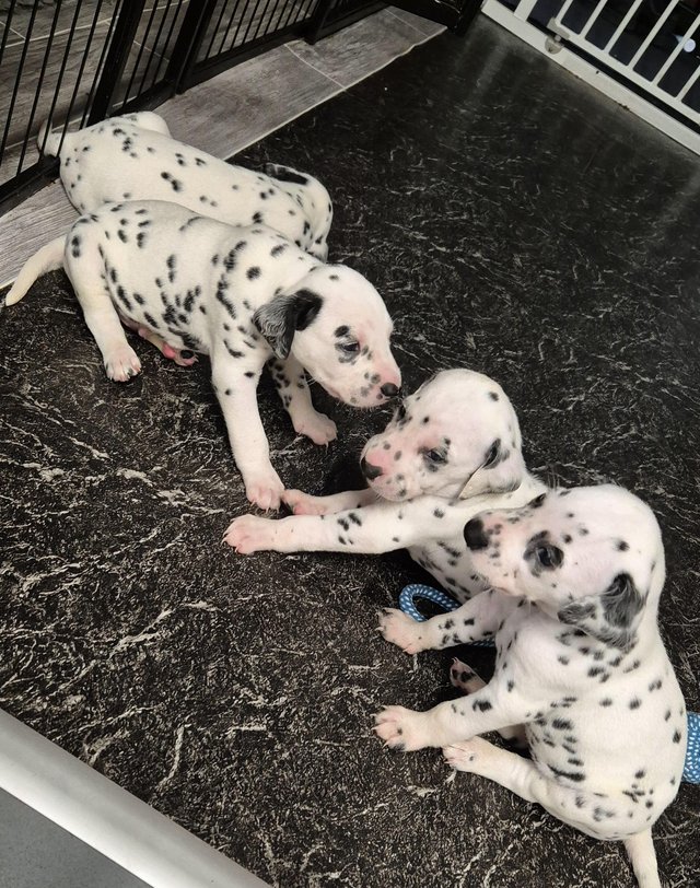 Preview of the first image of Kc registered dalmatian puppies.
