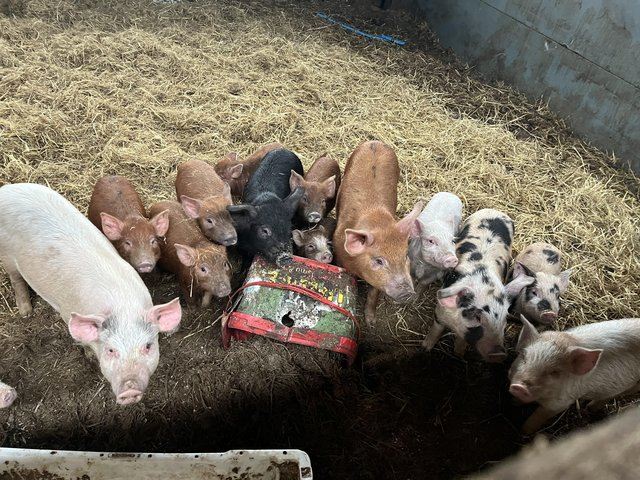 Preview of the first image of Job lot Mixture of commercial/Kune Kune/small pigs.